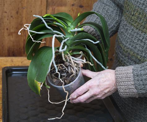 How to make your own orchid potting mix: a DIY recipe | Homes and Gardens