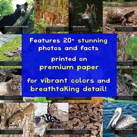 Animals of North Carolina! A My Incredible World Picture Book for Chil