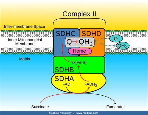 Image result for Complex Number II