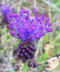 come coltivare fiori come coltivare i muscari fiori in giardino consigli come coltivare fiori come coltivare i muscari fiori in giardino consigli