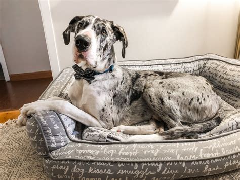 Does A Dog's Stomach Drop Before Labor at Sam Hamby blog