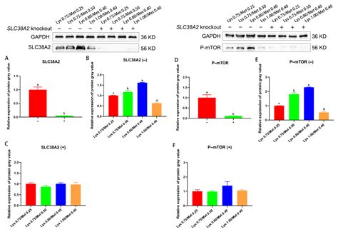 Effects of the SLC38A2–mTOR Pathway Involved in Regulating the ...