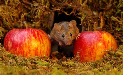 全世界最幸福的小老鼠 就在这个人的花园里-搜狐大视野-搜狐新闻