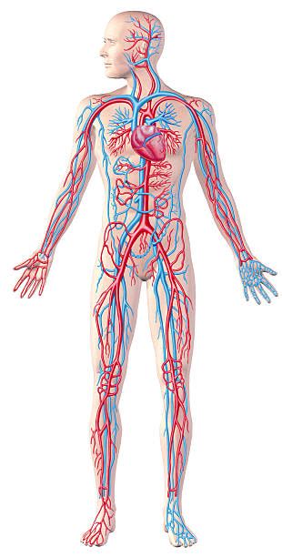 Image result for Circulatory System Diagram without Labels