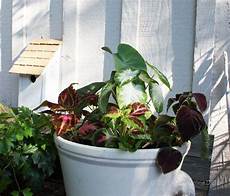 Container Gardening In Houston by Easy To Create Container Gardens For Houston Summers Container Gardening In Houston