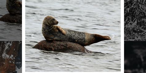 Image result for CSS Carousel