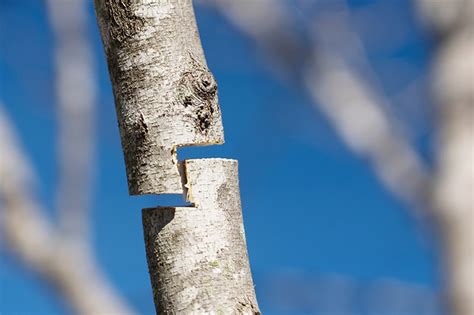 Image result for Step Cut Pruning