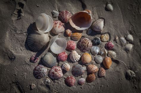 Finding Sea Shells 的图像结果
