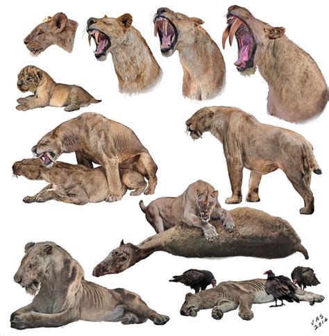 The life of Smilodon, a large extinct sabertooth cat. (Velizar ...