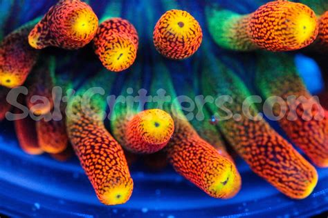 Colorado Sunburst Anemone in Coral Reef Tank