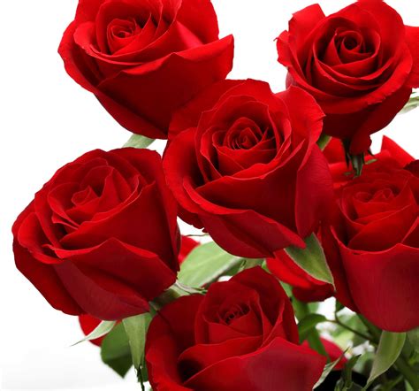 flower pictures love