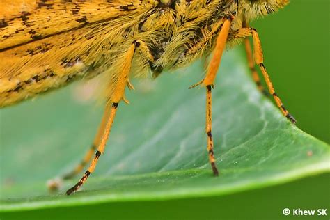 Image result for Butterfly Leg Work Tutorial