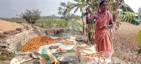 Fighting Soil Salinity: Land Shaping Techniques Benefit Sundarban ...