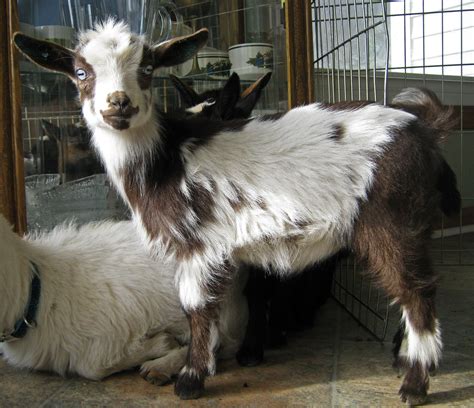 Viveca - Nigerian Dwarf Goat Doe