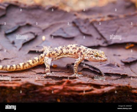 Mediterranean house gecko (Hemidactylus turcicus) in greece Stock Photo ...