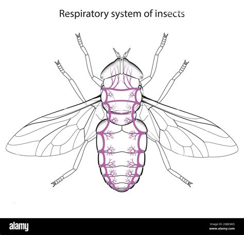 Insect Respiratory System