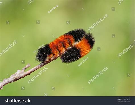 Woolly Woolly Bear Images: Browse 1,364 Stock Photos & Vectors Free ...