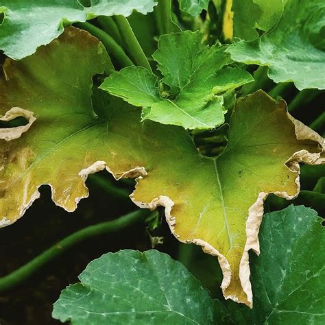 Understanding The Appearance Of Squash Leaves