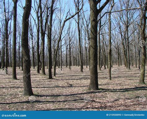 Odessa. Ucrania. Paisajes De Odessa En Fresco Soleado Abril Tiempo ...