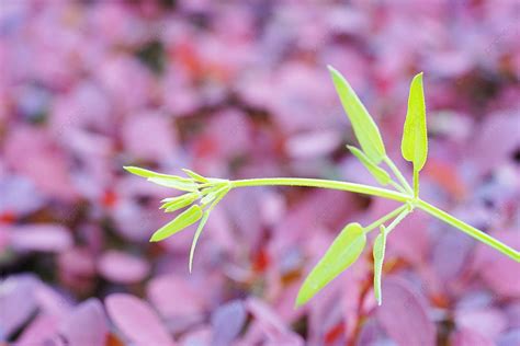 Image result for Free Spring Background