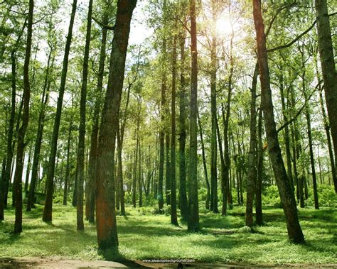 Image result for Forest Background