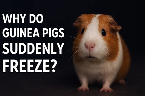 Guinea Pig Illness: Signs, Causes & Remedies