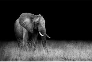 Wild Elephant In The African Savannah Unframed Art Print Paper Print ...