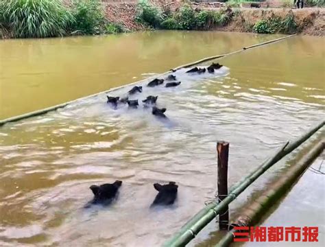 “认养一头猪”线上云养殖，浏阳伢子养猪玩出新花样 - 城事 - 新湖南