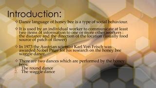 Image result for Bee Dance Language