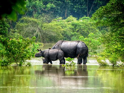 Ecosystem Of Kaziranga National Park