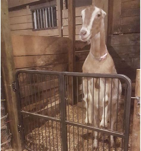 Heavy-Duty Easy-Up Titan Horse Stall Gate - 52 Wide India | Ubuy