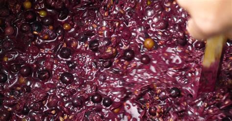 Wine Fermentation Process 的图像结果