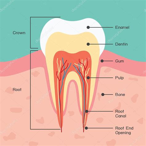 Tooth anatomy — Stock Vector © kibsri #27770877