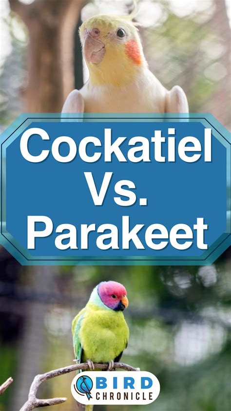 Cockatiel Vs. Parakeet: 15 Key Differences