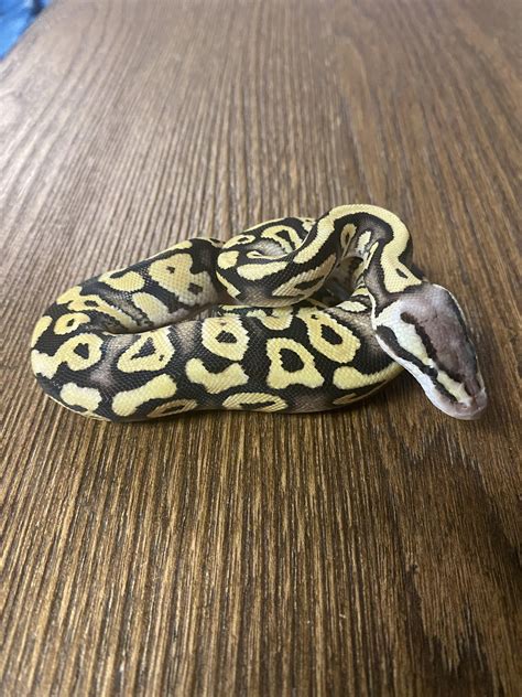 Ball Python Hatchling Care 的图像结果