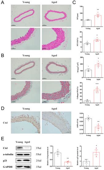 Biology | Special Issue : Mechanisms of Cellular Senescence in Aging ...