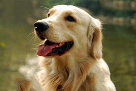 狗狗寿命排名寿命最长的5只狗，每只都是“长寿汪”！