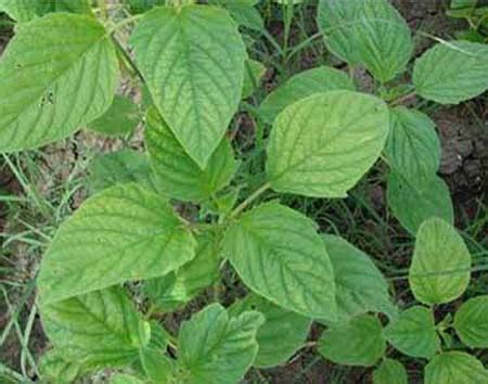 Untitled Document [agritech.tnau.ac.in]