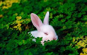 Image result for Can Rabbits Eat Clover Flowers