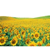 Image result for Screen Size in Python