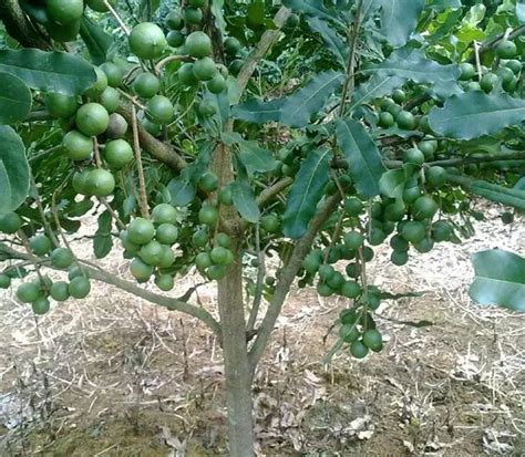 澳洲坚果种植基地-云南绿色农业网