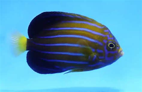 Blue Line 12Ga 的图像结果