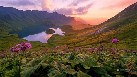 trees, nature, bioluminescence, landscape, fireflies, Bing, animals, HD Wallpaper | Rare Gallery