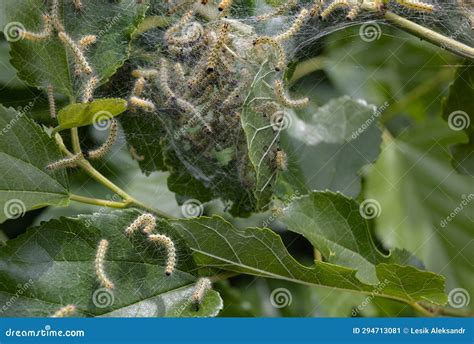 Caterpillars Devour A Leaf. Stock Photography | CartoonDealer.com #32519780