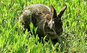 Image result for Rabbit in Winter