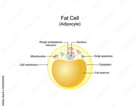Fat Cell Structure 的图像结果