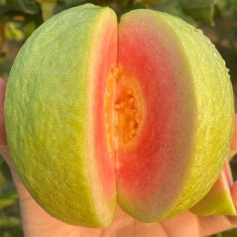Guava Live Plant | Guava Plants for Sale – veliyathgardens