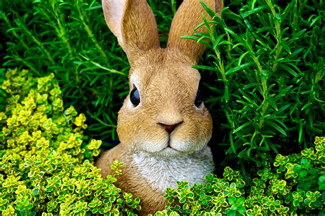 Free Images : domestic rabbit, hare, Mountain Cottontail, Rabbits and ...