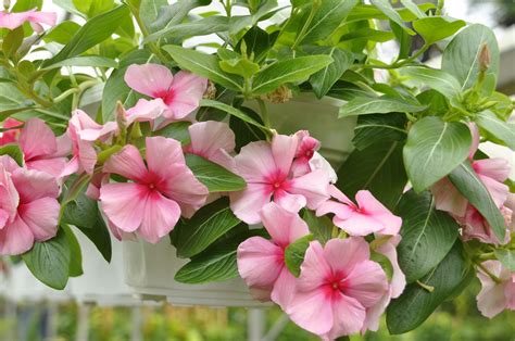 10 Best Flowering Plants That Deer Will Not Eat