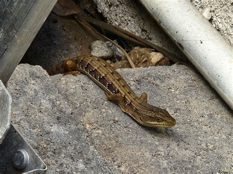 Black house spider with hairy legs : r/animalid